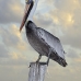 pelican_brown_can_v_0175_mex0185.jpg